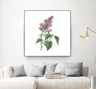 Vintage Common Pink Lilac Plant Botanical Illustratio by Raul Andre Petrasanta on GIANT ART - pink mixed media