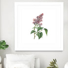 Vintage Common Pink Lilac Plant Botanical Illustratio by Raul Andre Petrasanta on GIANT ART - pink mixed media