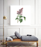 Vintage Common Pink Lilac Plant Botanical Illustratio by Raul Andre Petrasanta on GIANT ART - pink mixed media