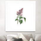 Vintage Common Pink Lilac Plant Botanical Illustratio by Raul Andre Petrasanta on GIANT ART - pink mixed media