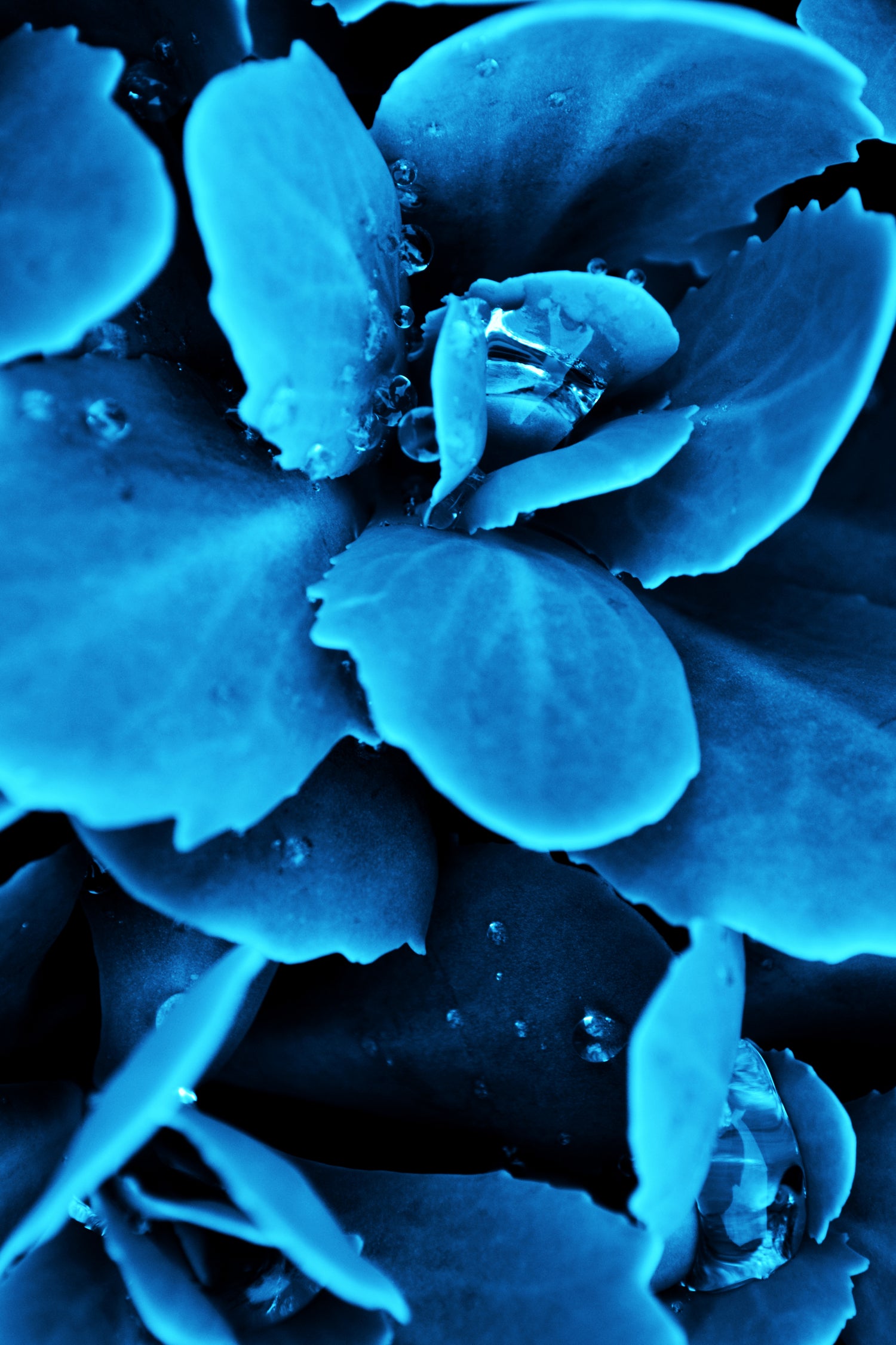 Succulent raindrops in blue by IOANNA PAPANIKOLAOU on GIANT ART - blue photo illustration