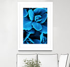 Succulent raindrops in blue by IOANNA PAPANIKOLAOU on GIANT ART - blue photo illustration