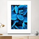 Succulent raindrops in blue by IOANNA PAPANIKOLAOU on GIANT ART - blue photo illustration