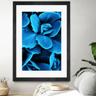 Succulent raindrops in blue by IOANNA PAPANIKOLAOU on GIANT ART - blue photo illustration