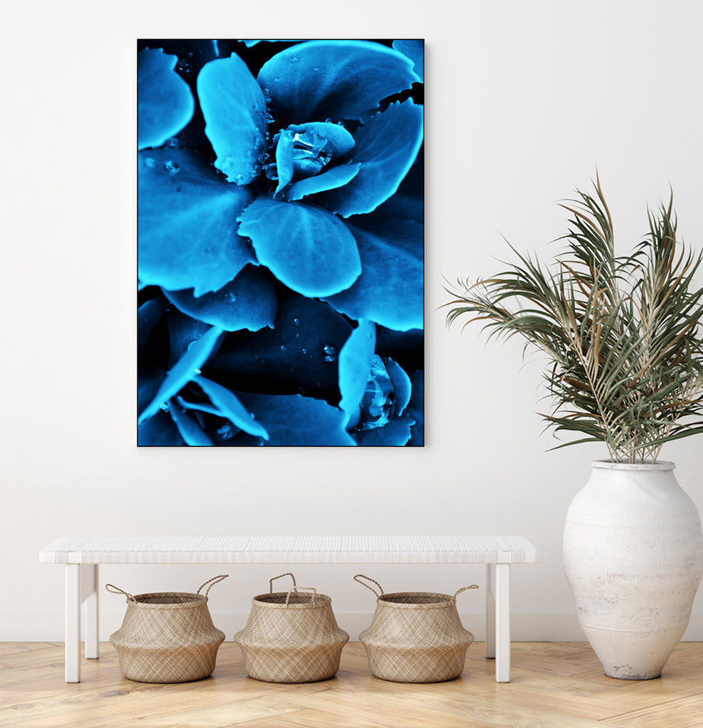 Succulent raindrops in blue by IOANNA PAPANIKOLAOU on GIANT ART - blue photo illustration