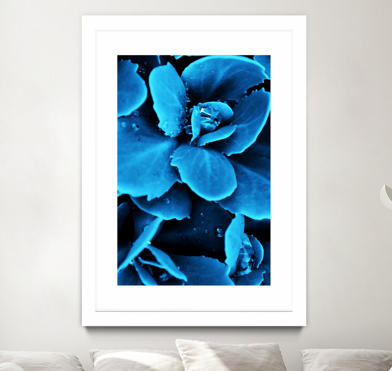 Succulent raindrops in blue by IOANNA PAPANIKOLAOU on GIANT ART - blue photo illustration