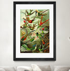 Colibri - Ernst Haeckel by Andrea Almering on GIANT ART - black digital painting