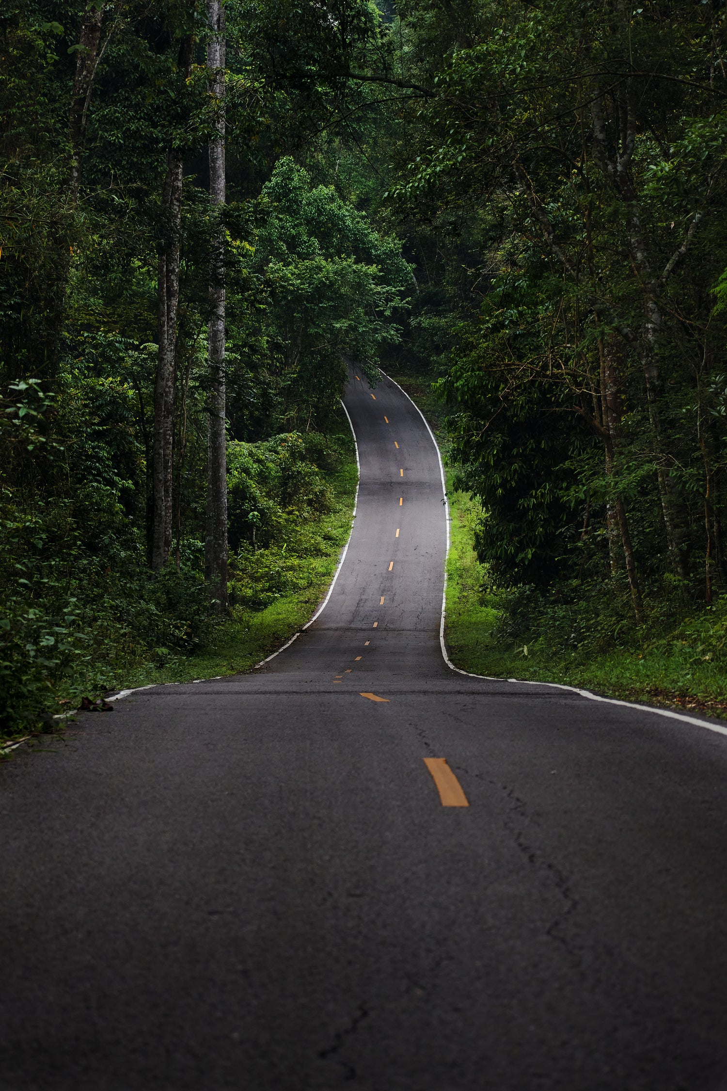 The asphalt road straight into the forest by Studio OMG on GIANT ART - green photo illustration