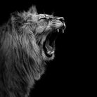 Lion in black and white by Lukas Holas on GIANT ART - black photo manipulation