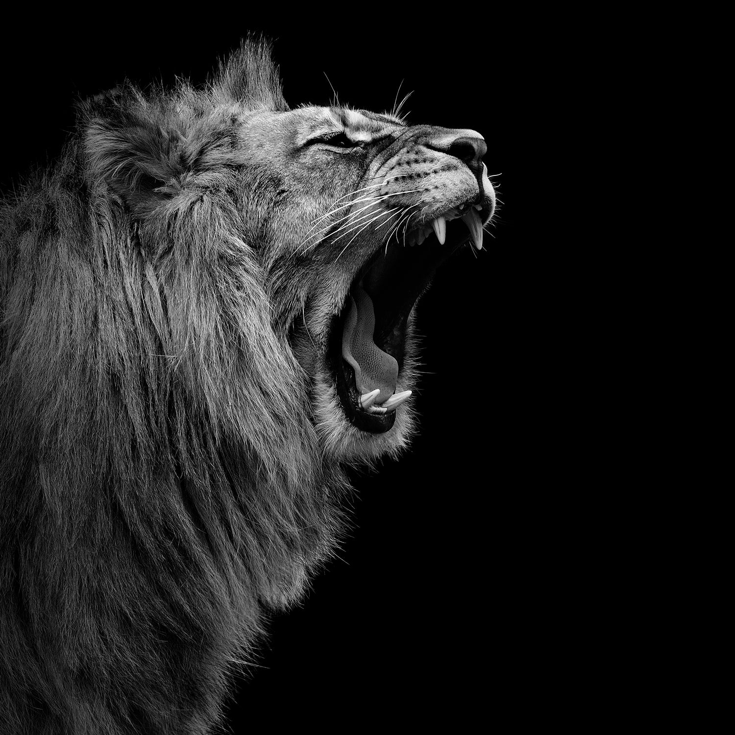 Lion in black and white by Lukas Holas on GIANT ART - black photo manipulation