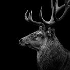 Deer In Black And White by Lukas Holas on GIANT ART - black photo manipulation