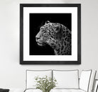 Leopard in black and white by Lukas Holas on GIANT ART - black photo manipulation