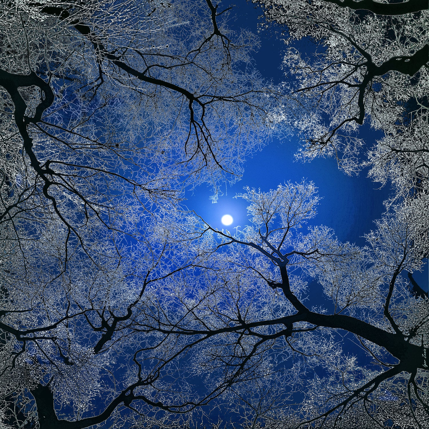 Moonlight Trees by Igor Zenin on GIANT ART - blue digital painting