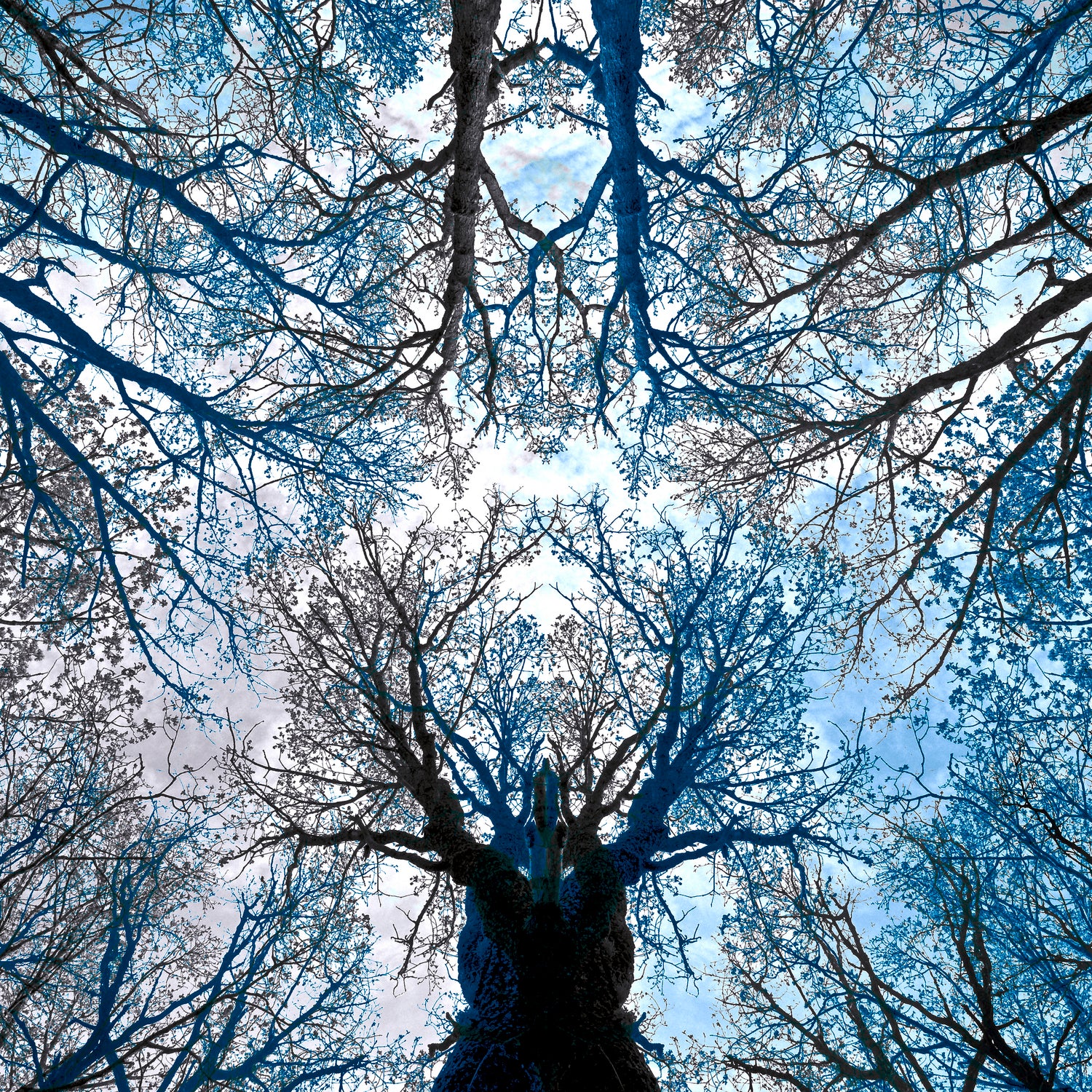 Meditative power of forest by SILVIA WISCHEROPP on GIANT ART - blue photo illustration