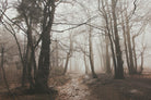 Spooky Forest by Dominika Aniola on GIANT ART - brown photo illustration