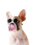 Dog With Bubble Gum by miguel angel romero franco on GIANT ART - pink photo manipulation