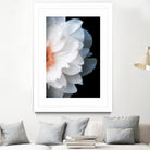 White Flower by Konstantin Sevostyanov on GIANT ART - white photo illustration