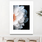 White Flower by Konstantin Sevostyanov on GIANT ART - white photo illustration