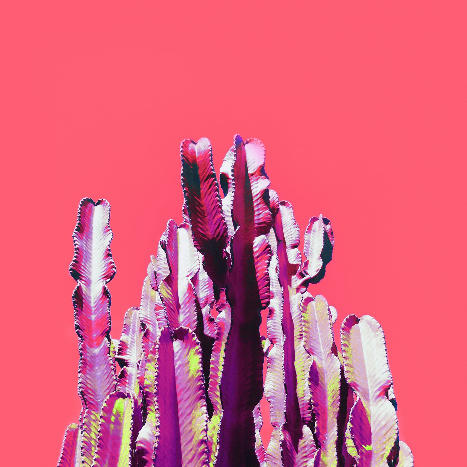 Majestic Cactus on Coral by Dominique Van Roey on GIANT ART - pink photo manipulation