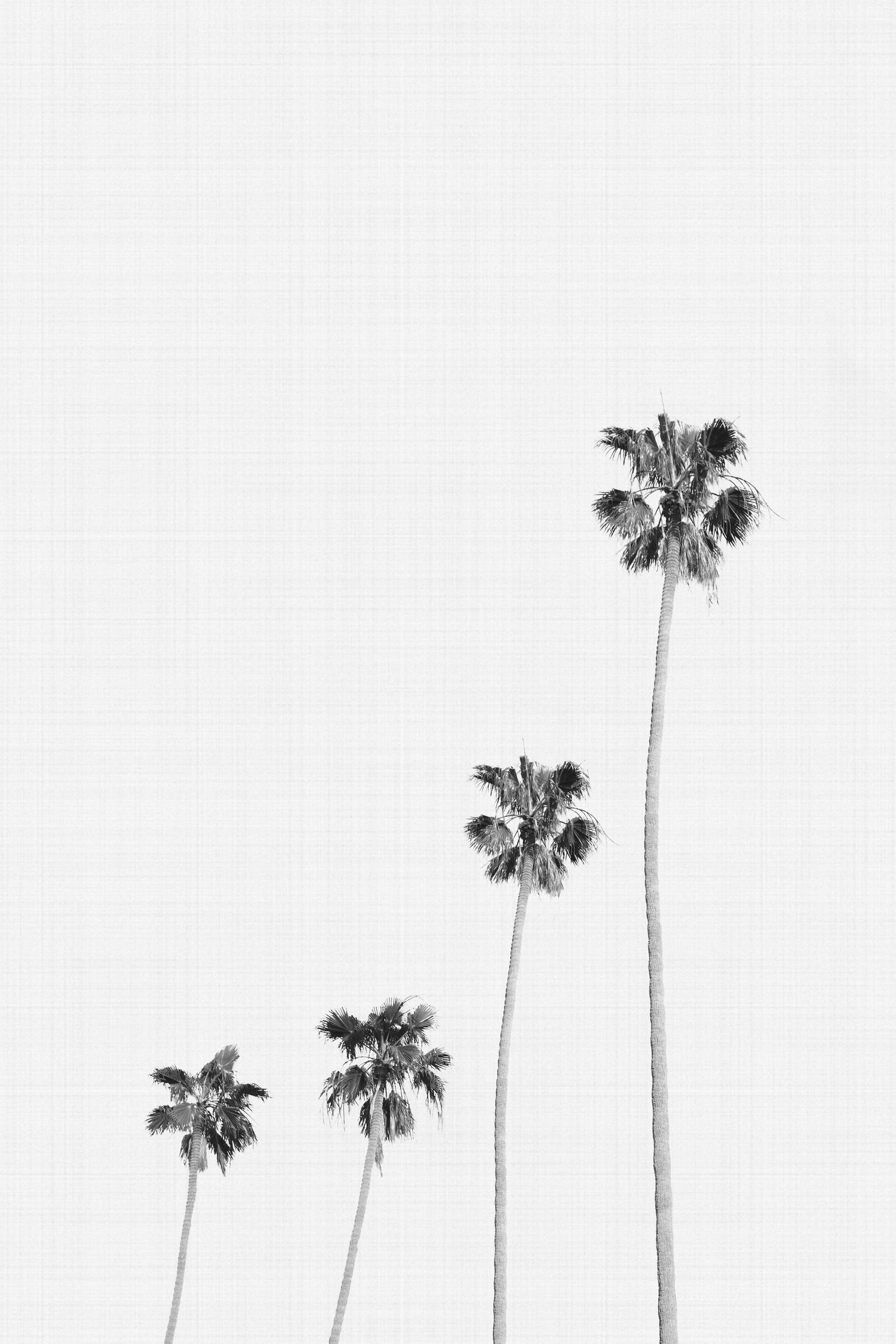 Palm Trees Monochrome by Justinas Jokubauskas on GIANT ART - black digital painting