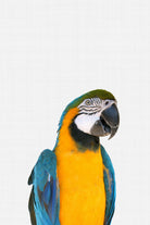 Macaw Parrot by Justinas Jokubauskas on GIANT ART - yellow photo manipulation