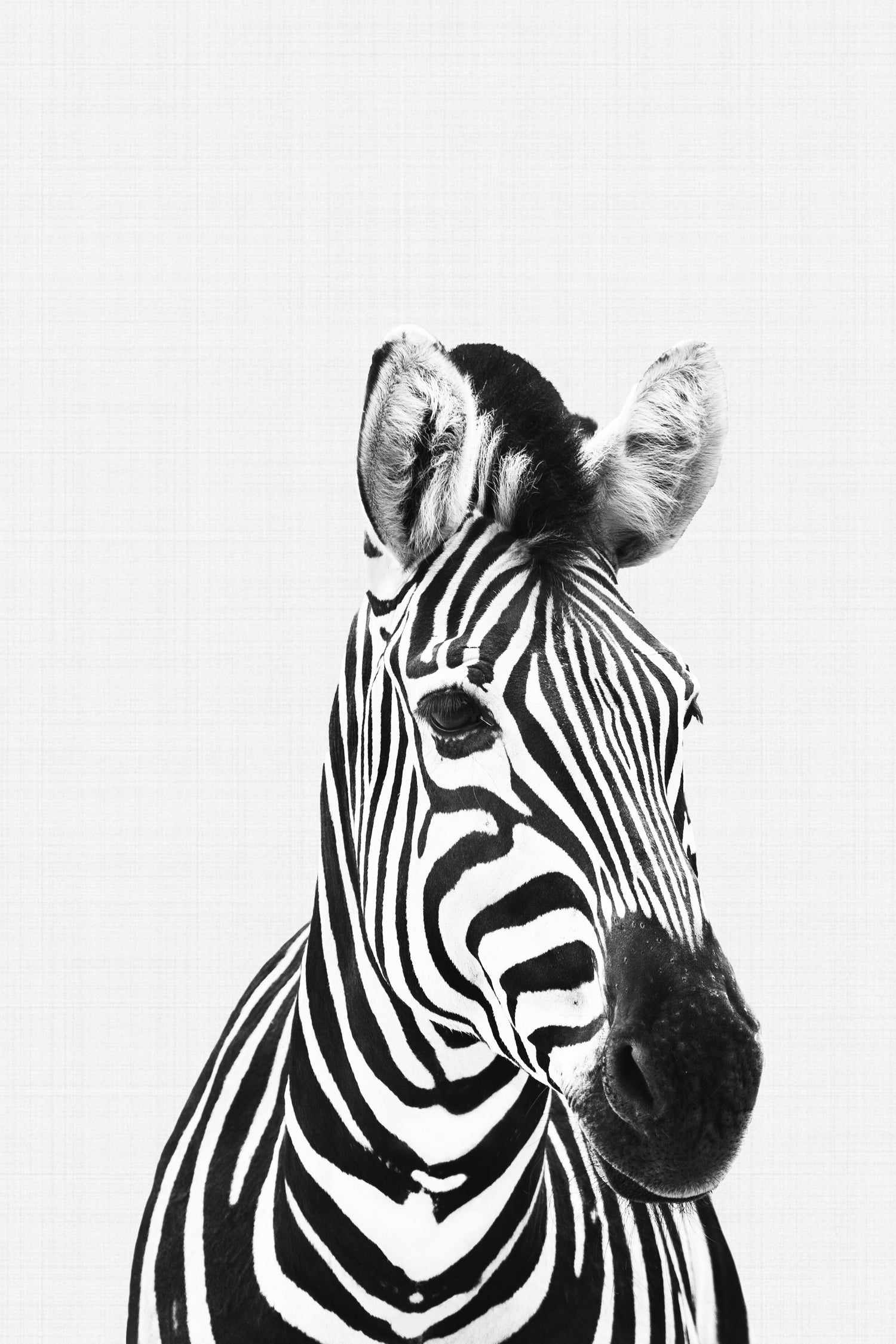 Zebra Portrait by Justinas Jokubauskas on GIANT ART - black photo manipulation