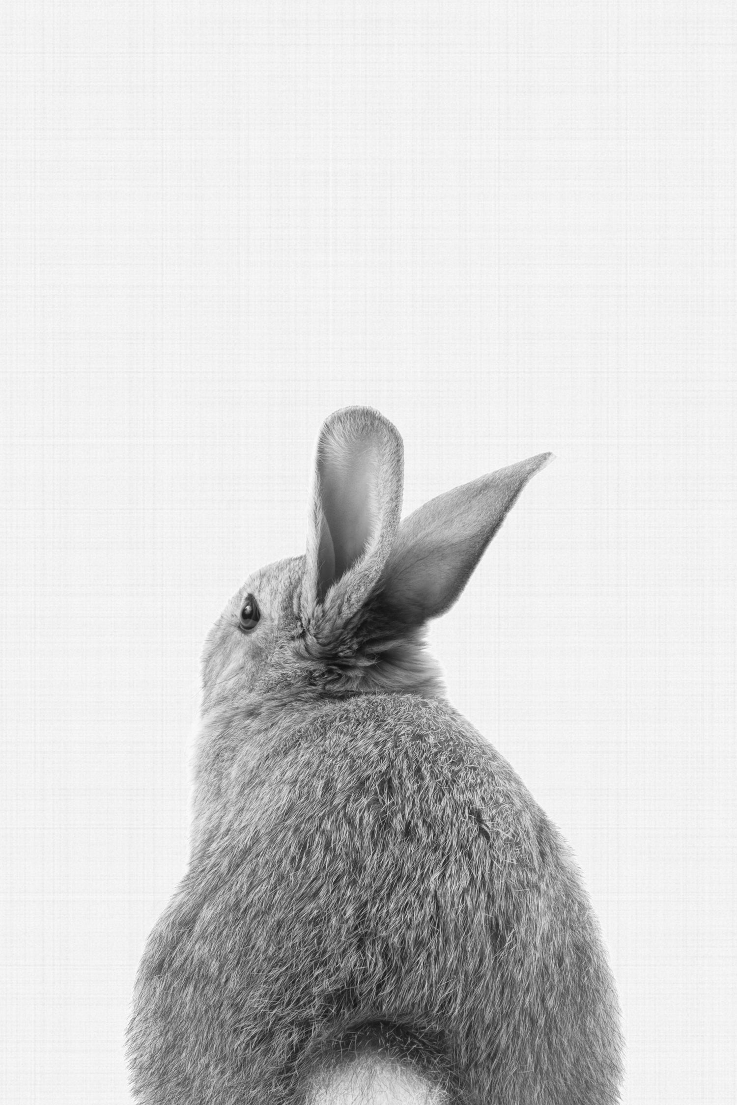 Rabbit Tail by Justinas Jokubauskas on GIANT ART - black photo manipulation