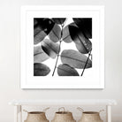 Experiments with Leaves by Tal Paz-Fridman on GIANT ART - gray photo illustration