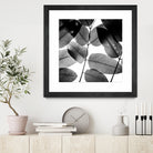 Experiments with Leaves by Tal Paz-Fridman on GIANT ART - gray photo illustration