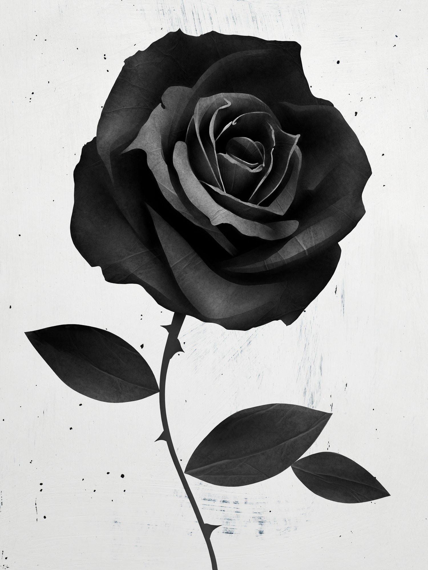 Fabric Rose by Ruben Ireland on GIANT ART - digital painting