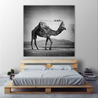 Camel Back by Sarah DeRemer on GIANT ART - gray photo manipulation