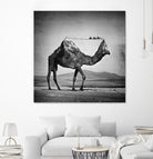 Camel Back by Sarah DeRemer on GIANT ART - gray photo manipulation