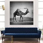 Camel Back by Sarah DeRemer on GIANT ART - gray photo manipulation