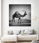 Camel Back by Sarah DeRemer on GIANT ART - gray photo manipulation