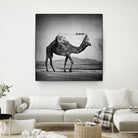 Camel Back by Sarah DeRemer on GIANT ART - gray photo manipulation