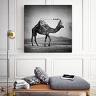 Camel Back by Sarah DeRemer on GIANT ART - gray photo manipulation