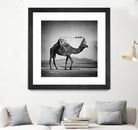 Camel Back by Sarah DeRemer on GIANT ART - gray photo manipulation