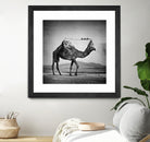 Camel Back by Sarah DeRemer on GIANT ART - gray photo manipulation