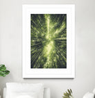 Bamboo Forest II by Pascal Deckarm on GIANT ART - green photo manipulation