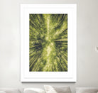 Bamboo Forest III by Pascal Deckarm on GIANT ART - green photo manipulation