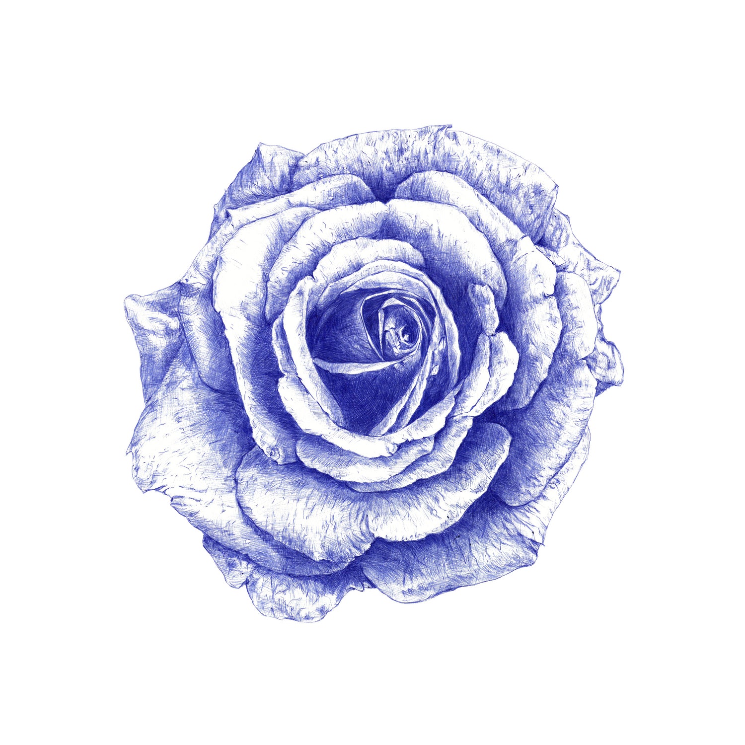 Ballpoint Blue Rose by Ronny Petrus Johannes Kools on GIANT ART - blue mixed media