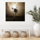 The Black Swan by Claudio Tosi on GIANT ART - black digital painting