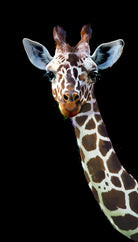 giraffe by Laura Graves on GIANT ART - white digital painting