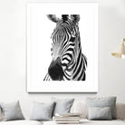 Black and White Zebra by Alessandra Minervini on GIANT ART - black digital painting