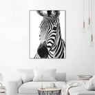 Black and White Zebra by Alessandra Minervini on GIANT ART - black digital painting