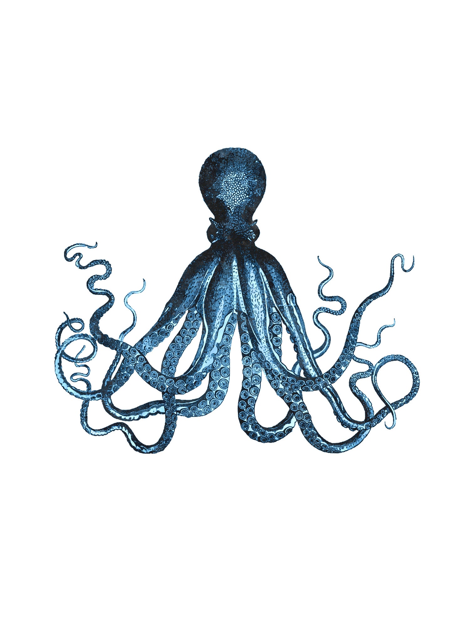 Blue Octopus Illustration by Alessandra Minervini on GIANT ART - blue digital painting