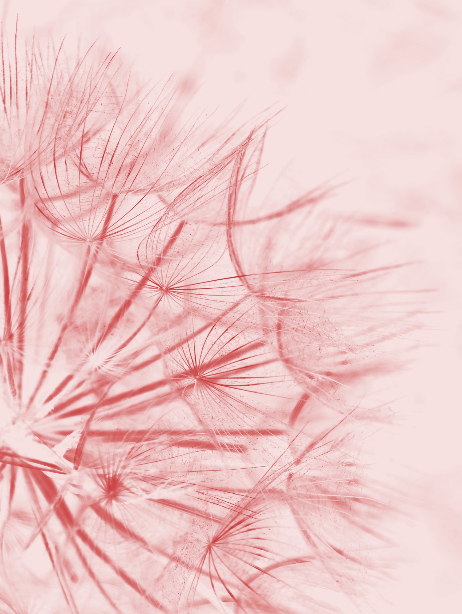 Dandelion In Pink by IOANNA PAPANIKOLAOU on GIANT ART - pink photo illustration