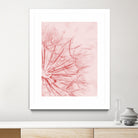 Dandelion In Pink by IOANNA PAPANIKOLAOU on GIANT ART - pink photo illustration