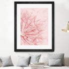 Dandelion In Pink by IOANNA PAPANIKOLAOU on GIANT ART - pink photo illustration