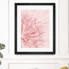 Dandelion In Pink by IOANNA PAPANIKOLAOU on GIANT ART - pink photo illustration